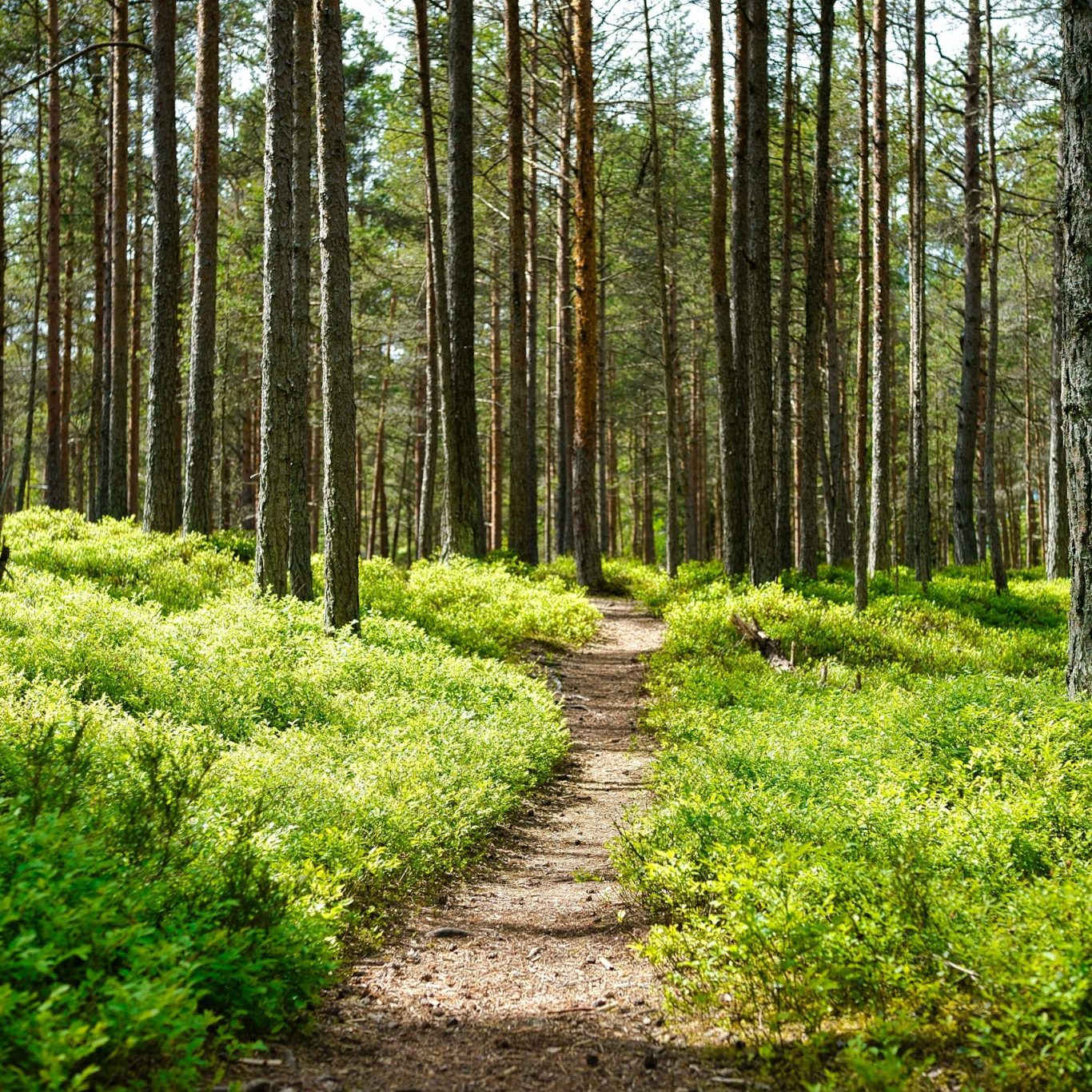 Waldweg im Siegerland – Walk & Talk Coaching in Siegen