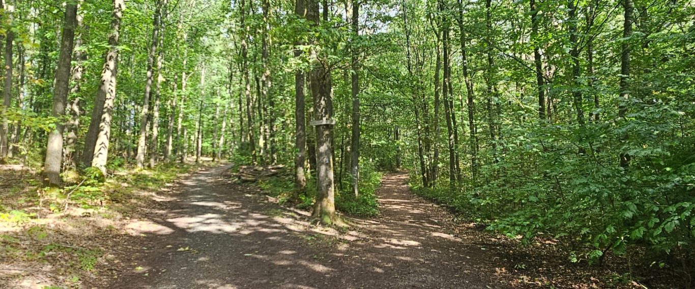 Waldweg bei Siegen – Walk & Talk Beratungsspaziergang