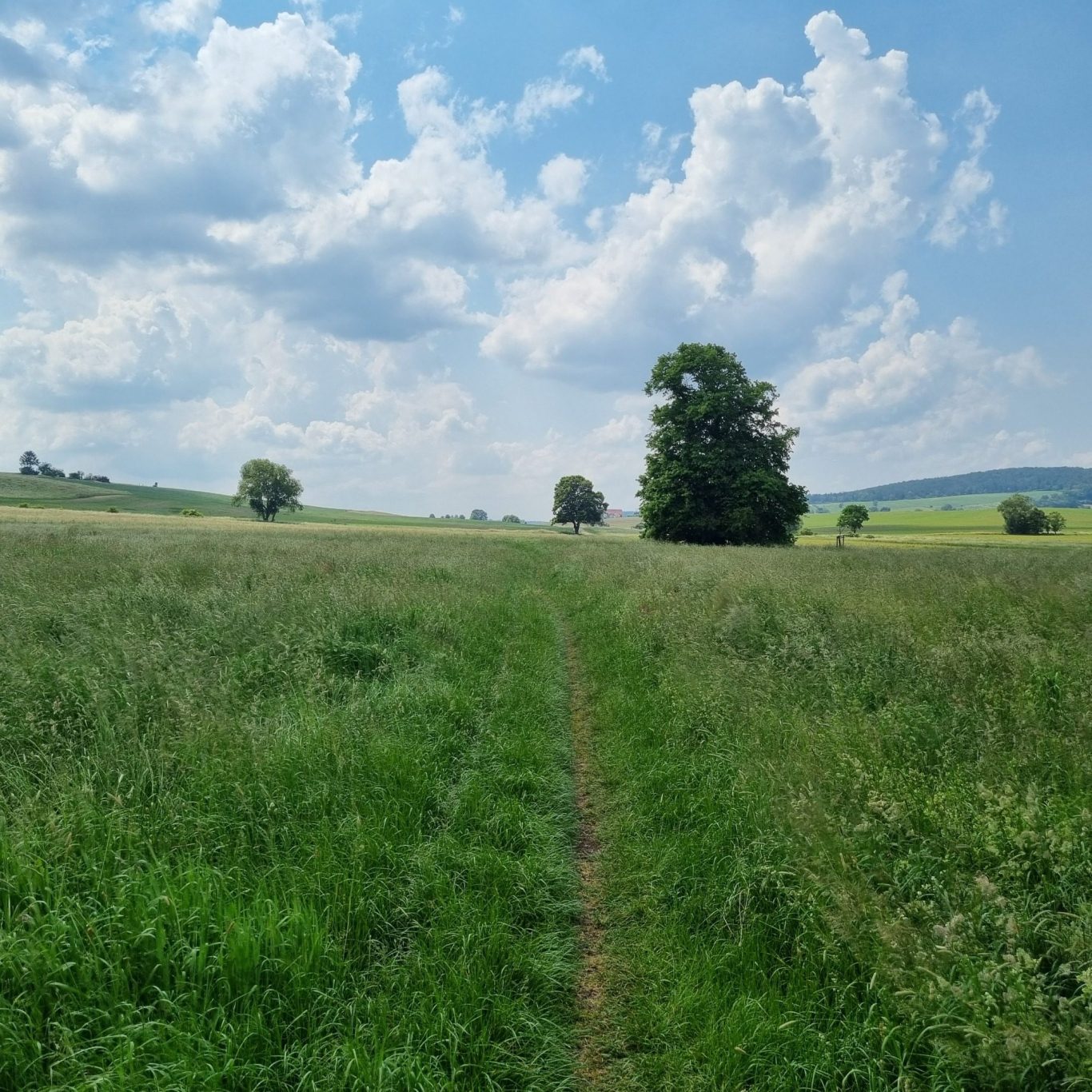 Wiesenweg bei Siegen – Beratung beim Spaziergang